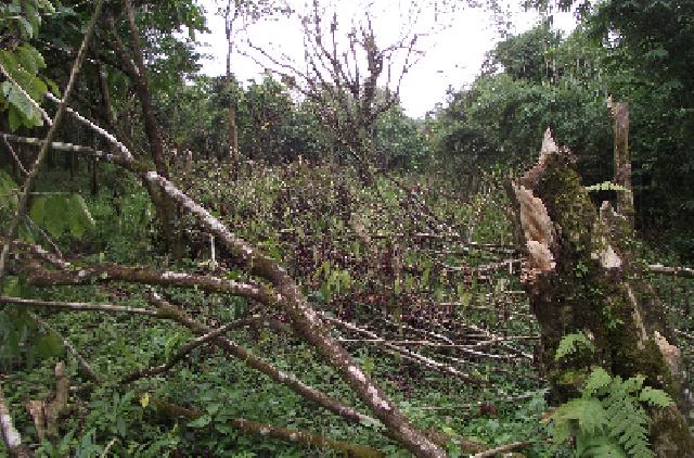 Hutan di Hulu Gundul, Waduk PLTA Koto Panjang Kering