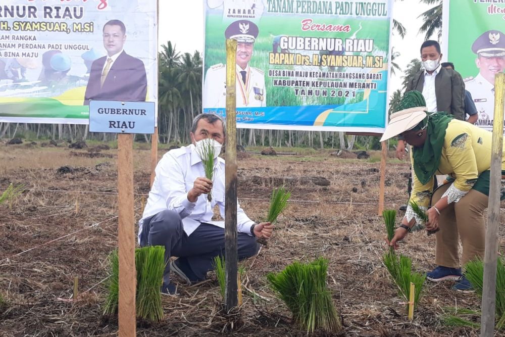 Gubernur Riau Tanam Padi di Kepulauan Meranti