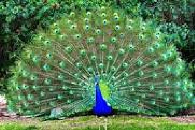770 Koleksi Gambar Burung Merak Paling Cantik Di Dunia Gratis Terbaik