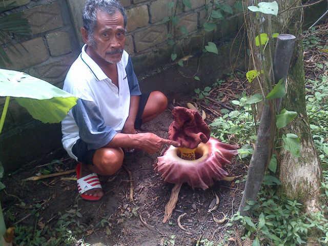 Bunga Raflesia, Hebohkan Warga Desa Laboy Jaya Bangkinang