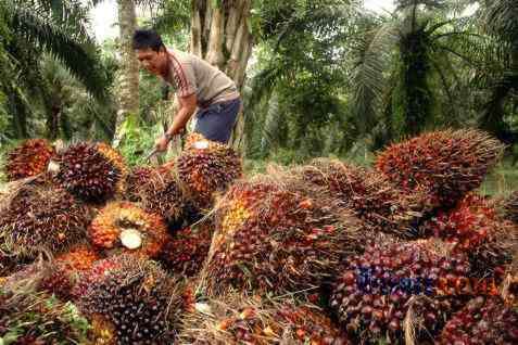 Harga Sawit Minggu ini di Riau Naik Lagi, dihargai Rp 3.411,31 per Kg
