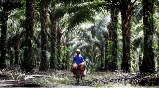 KPK Minta Pemprov Riau Tertibkan 1 Juta Hektare Kebun Sawit Ilegal