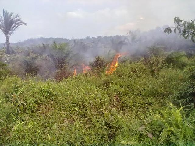 Puluhan Hektar Kebun Sawit Terbakar Di Inhu