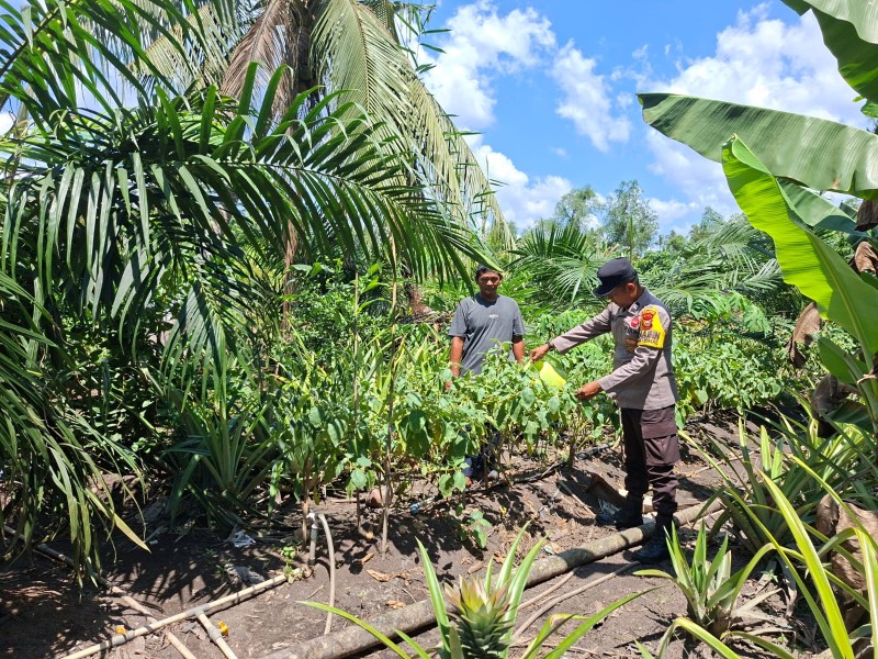 Dukung Asta Cita Presiden, Bhabinkamtibmas Polsek Kempas Kawal Langsung Kebun Terong Warga di Sungai Gantang