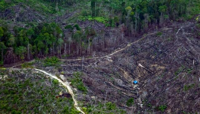 Ribuan KK Diduga Rambah Cagar Biosfir Giam Siak Kecil Bengkalis