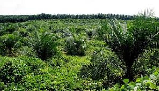 Banyak Investor Asing Buka Kebun Sawit di Riau