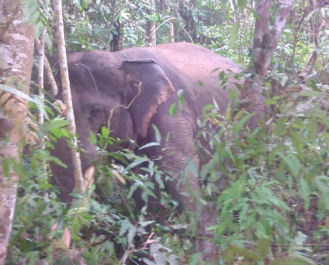 Heboh!!! Gajah Berkeliaran Pada Lahan Perkebunan Milik Warga Di Siak