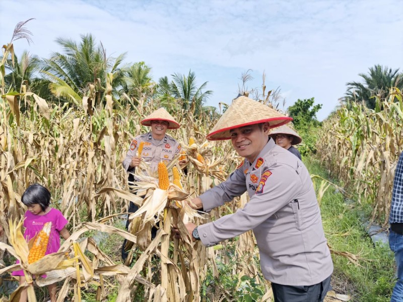 Polsek Merbau Panen Jagung Pipil Bersama Kelompok Tani, Dukung Ketahanan Pangan Nasional