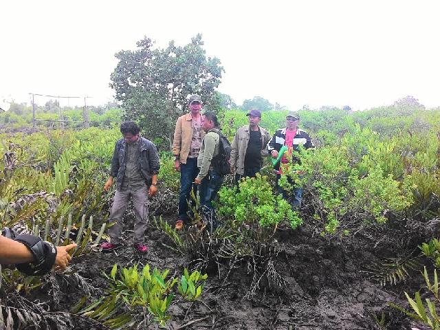Verifikasi Pelaksanaan Proyek Reboisasi Hutan Mangrove di Desa Tanjungbunga