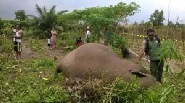 Mitigasi Konflik Gajah Dengan Manusia, Ini Pelatihan Dari BBKSDA dan YTNTN