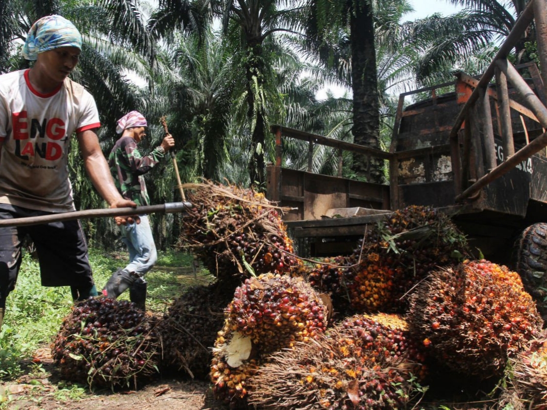 Seminggu kedepan, Harga Sawit di Riau Kembali Merosot Hingga 14,84% dari Harga Minggu Lalu