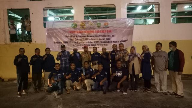 550 Ekor Sapi Kupang Pesanan Seknas BUMP Indonesia Korwil Riau Tiba di Pelabuhan Dumai