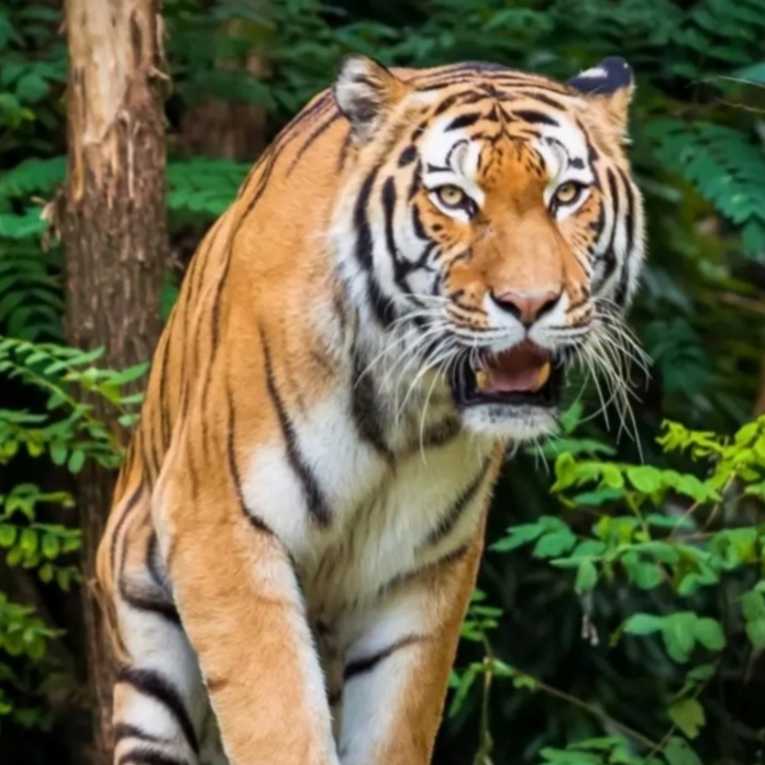 Masyarakat Dengar Auman Harimau di Rohul, BBKSDA Riau Temukan Jejaknya