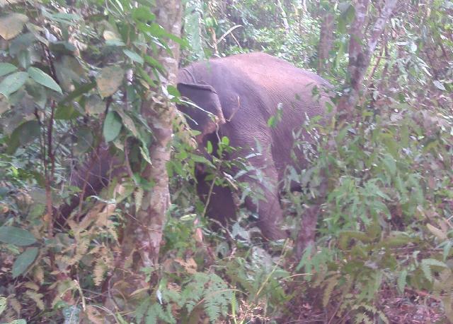 Camat Siak: Warga Juga Melapor Gajah Itu Merusak Kebun Mereka