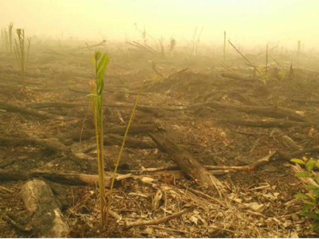 Masyarakat Keluhkan Kabut Asap, DPRD Inhu Akan Evaluasi Seluruh Perusahaan Perkebunan