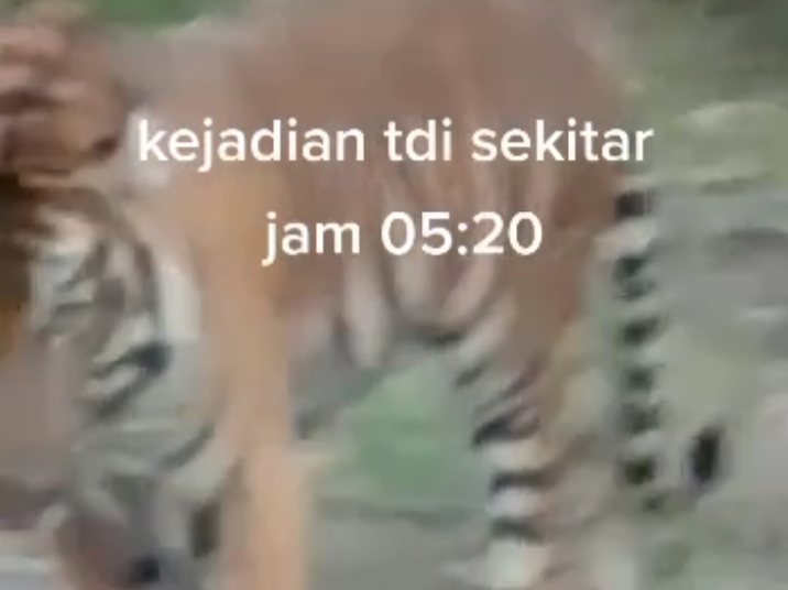 Harimau Muncul di Perkampungan Warga di Bengkalis Riau