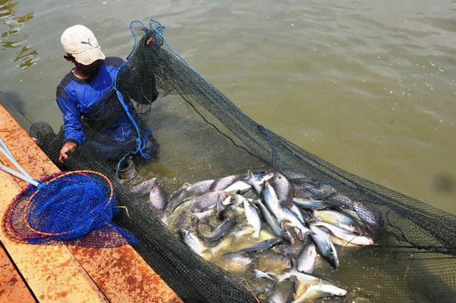Sekali Panen KABIAT Minatangko Rohil Angkat 12 Ton Ikan Patin 