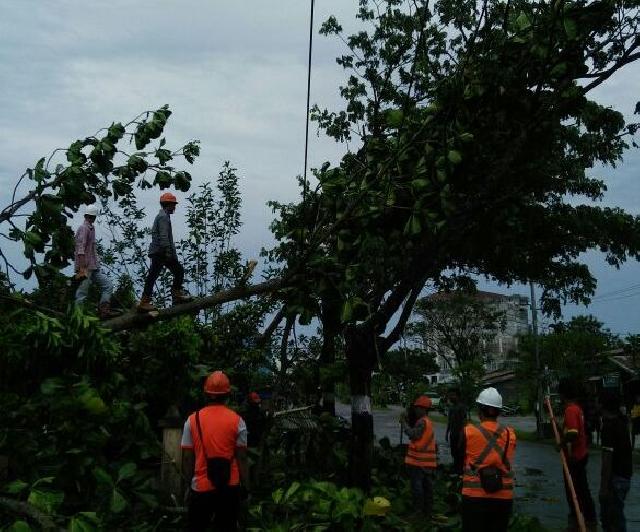 Akibat Pohon Tumbang, Listrik di Tembilahan Padam Total