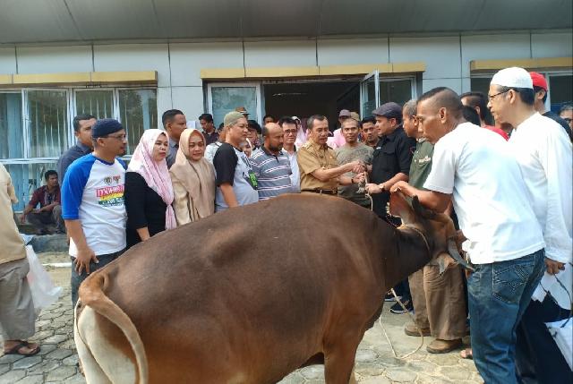 Disaksikan Gubri, PWI Riau Potong 3 Sapi Kurban Idul Adha 1440 H