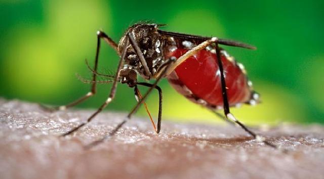 Ini Gejala Virus Zika, Diskes Inhu Anjurkan Masyarakat Periksa Kesehatan