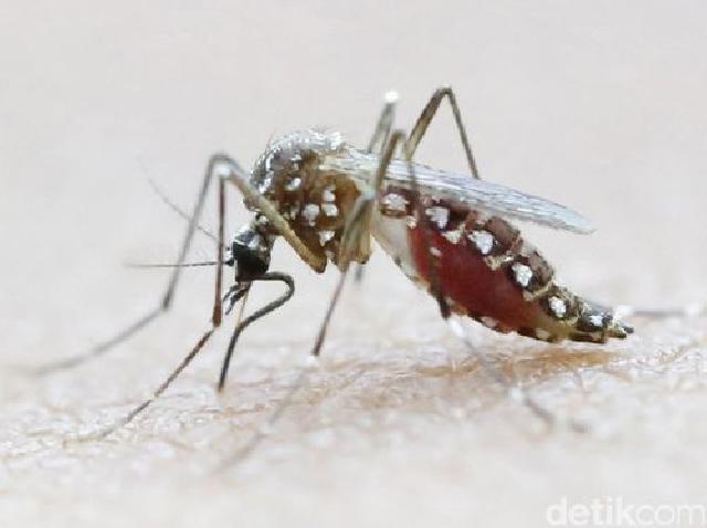 Suhu Makin Panas, Nyamuk Pembawa Zika Semakin Menyebar