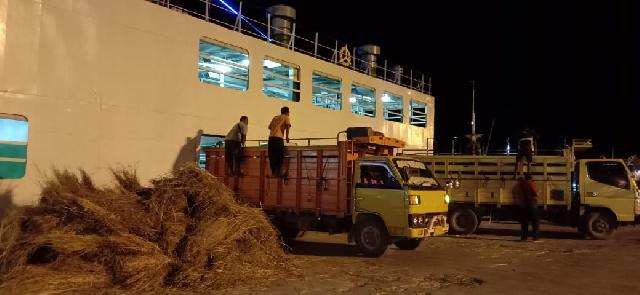 Tanpa Dana APBD Riau dan APBN, Pemerintah Pusat Berangkatkan 550 Ekor Sapi dari NTT ke Dumai
