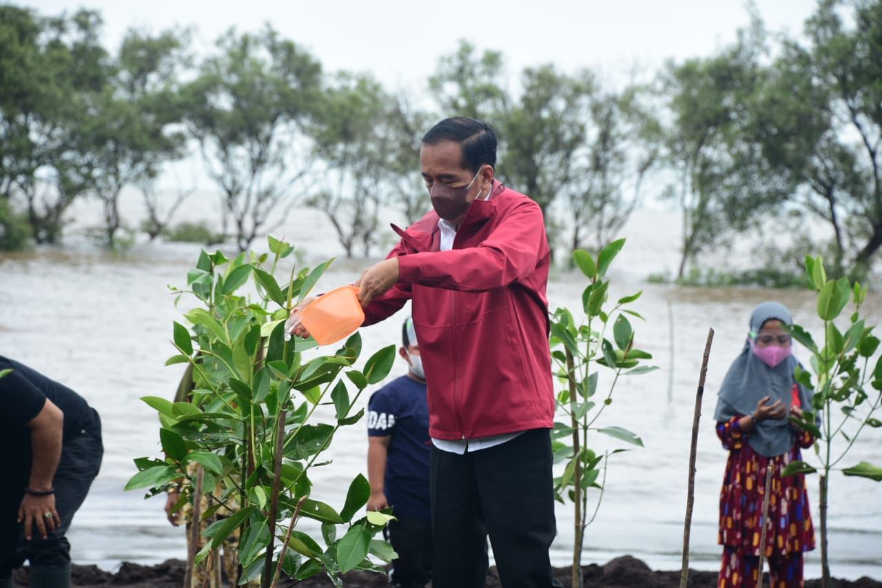 Presiden: Hutan Mangrove Berkontrobusi Besar Penyerapan Emisi Karbon
