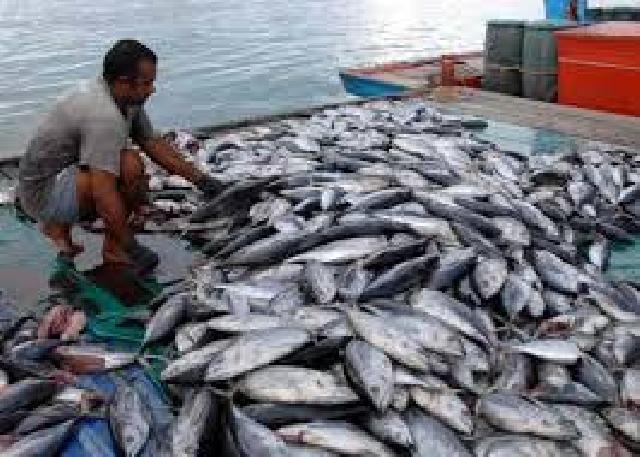 Menteri KKP Susi Sebut Harga Ikan Laut Sudah Murah
