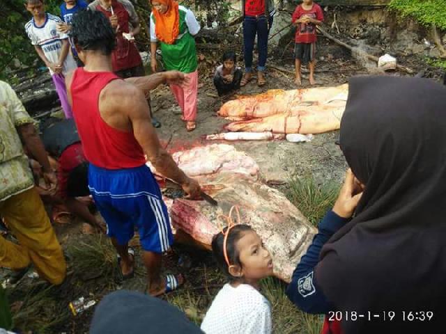 Ikan Hiu Gergaji Terjerat Jaring Warga Kampung Balak