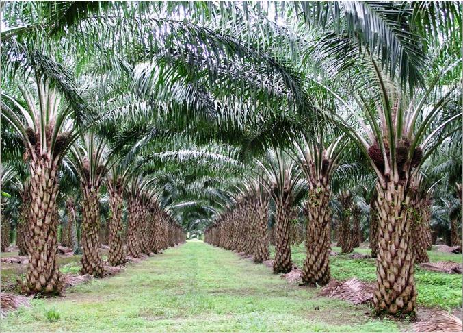 Pemprov Riau Pertahankan Produksi Sawit untuk Stabilitas Ekonomi Daerah