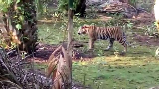 Warga Tanjung Simpang, Pelangiran Resah Dengan Kemunculan Harimau di Pemukiman