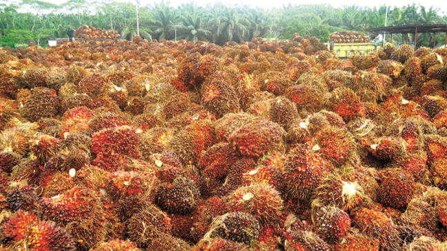 Ini Penyebab Harga Sawit di Riau Naik