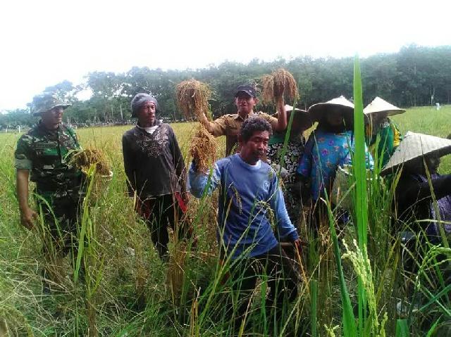 Babinsa Koramil 07/ Kampar Terus Dengan Giat Melaksanakan Pendampingan Pertanian Di Desa Binaannya