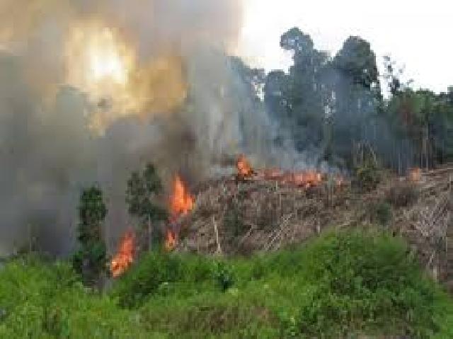   Hutan Lindung Suligi Riau Terbakar, Satgas Amankan Terduga Pelaku Pembakar