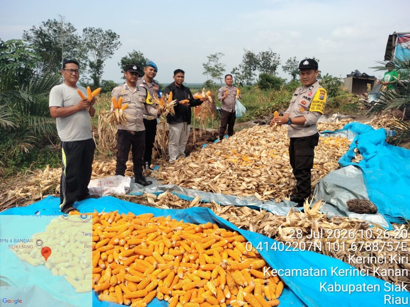 Polsek Bandar Sei Kijang Panen Jagung di Desa Lubuk Ogong, Hasilkan 1 Ton Jagung Pipil di Lahan 2 Hektare