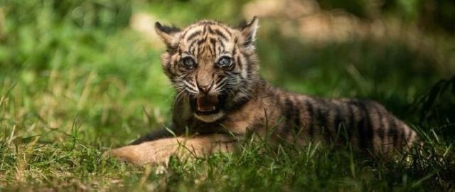 Bayi Harimau Sumatera Lahir di Polandia, Habitat Asli Rusak