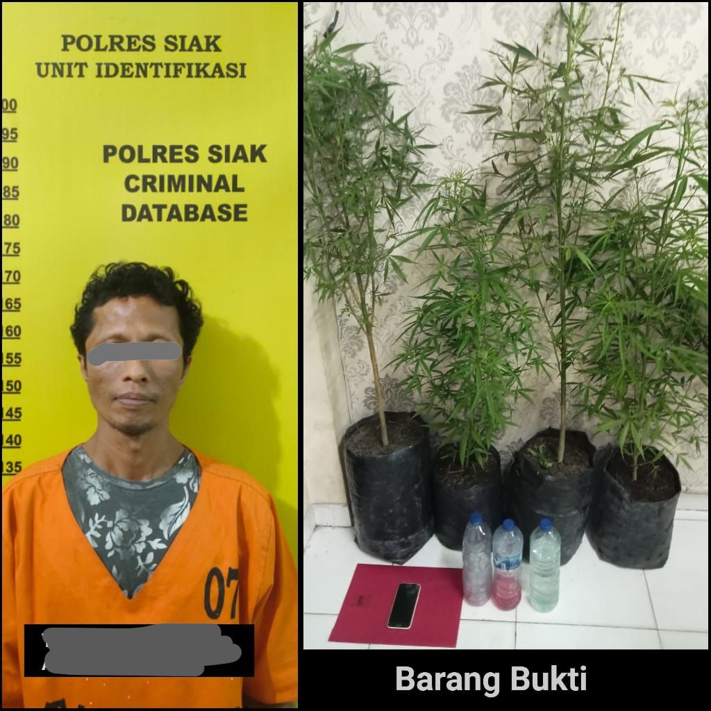 Simpan 4 Pohon Diduga Tanaman Ganja, Seorang Pria Warga Kecamatan Kandis Diamankan Satres Narkoba Polres Siak