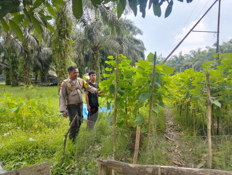 Polisi Cinta Petani, Bhabinkamtibmas Polsek Kempas Dampingi Petani Kebun Timun Desa Pekan Tua