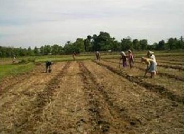 Sertu Efison Bantu Warga Desa Pulau Sipan Bersihkan Lahan Untuk di Taman Jagung