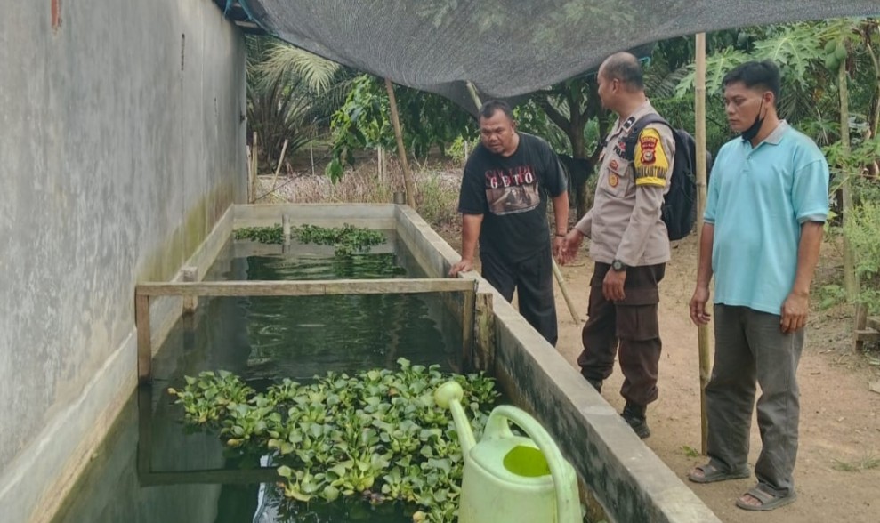 Melihat Bhabinkamtibmas Polsek Batang Cenaku Rutin Dampingi Peternak Ikan
