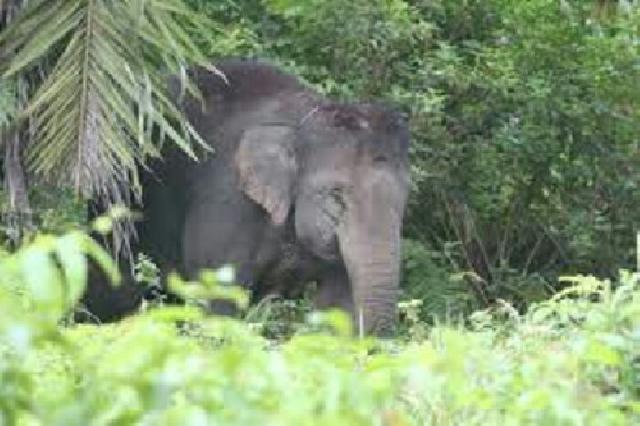 Gajah Liar Mengamuk Masuk Perkampungan Anak Talang Inhu