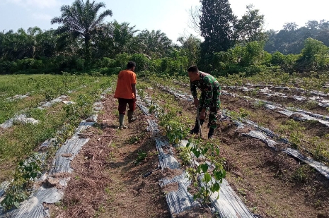 Babinsa Koramil 05/Prp Laksanakan Pendampingan dan Bersihkan Rumput dan Gulma Pada Tanama Cabai