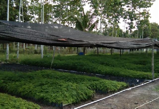 Tanaman Kaliandra Banyak Untungnya, Cocok di Lahan Gambut Riau