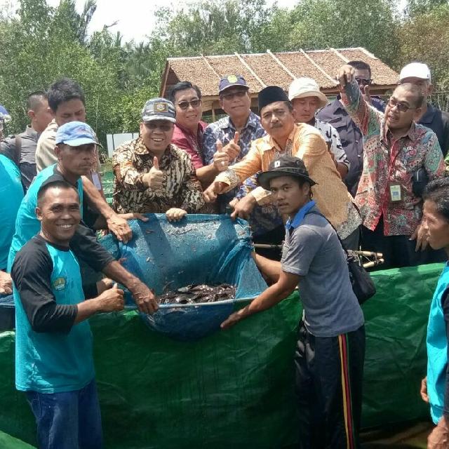 Bupati Meranti Panen Raya Ikan Keli Kerjasama UR dan ICCTF di Desa Sungai Tohor