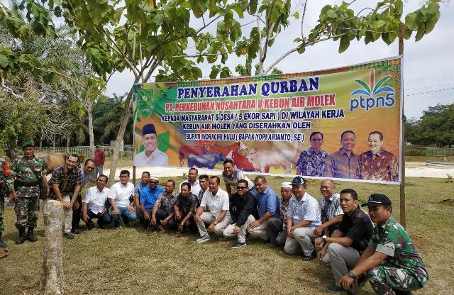 Karyawan PTPN-V Sembelih 25 Ekor Sapi Kurban, Lima Desa Terima CSR Sapi Kurban
