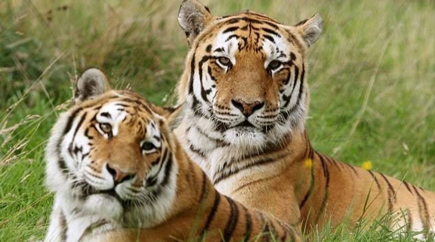 Dua Harimau Positif Covid, Ragunan Lacak Sumber Penularan