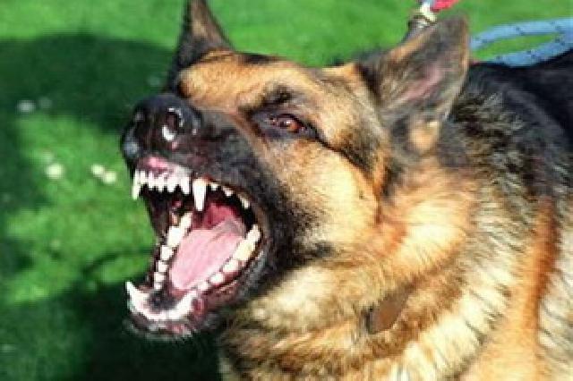 Cegah Rabies, 40 Anjing Liar di Selatpanjang terpaksa Dimusnahkan