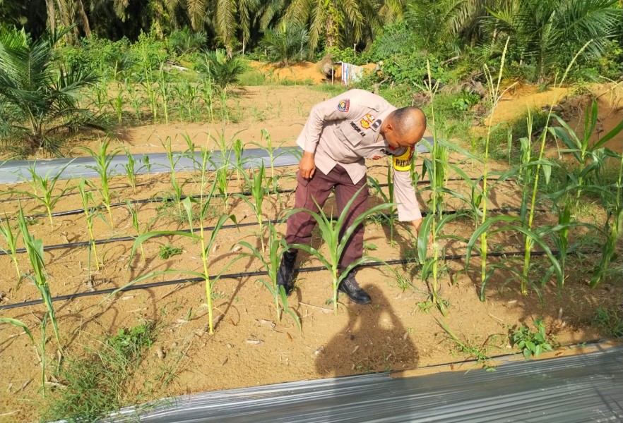 Polisi Dampingi Kelompok Tani, Pantau Perkembangan Jagung Pipil di Batang Cenaku