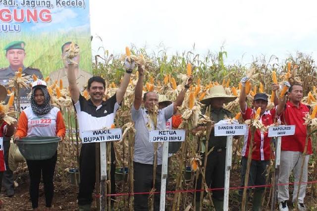 Wakil Bupati Inhu Panen Jagung Bersama di Atas Areal Ratusan Hektare