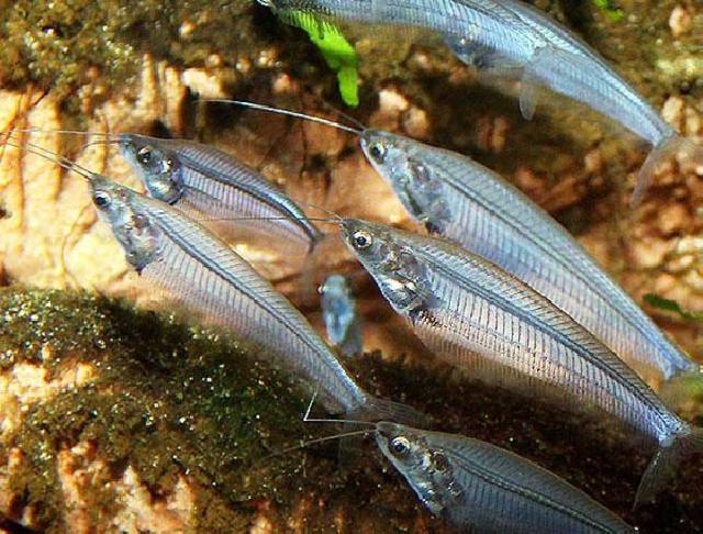 Kabupaten Rohil Laksanakan Pemijahan Ikan Selais